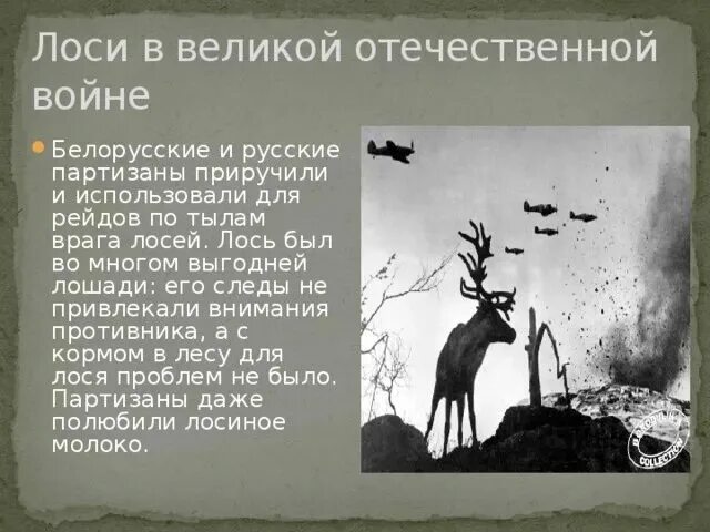 Расписание лось александров. Лоси в Великой Отечественной войне 1941-1945. Лоси в ВОВ 1941-1945. Боевые лоси красной армии. Лоси в Великой Отечественной войне.