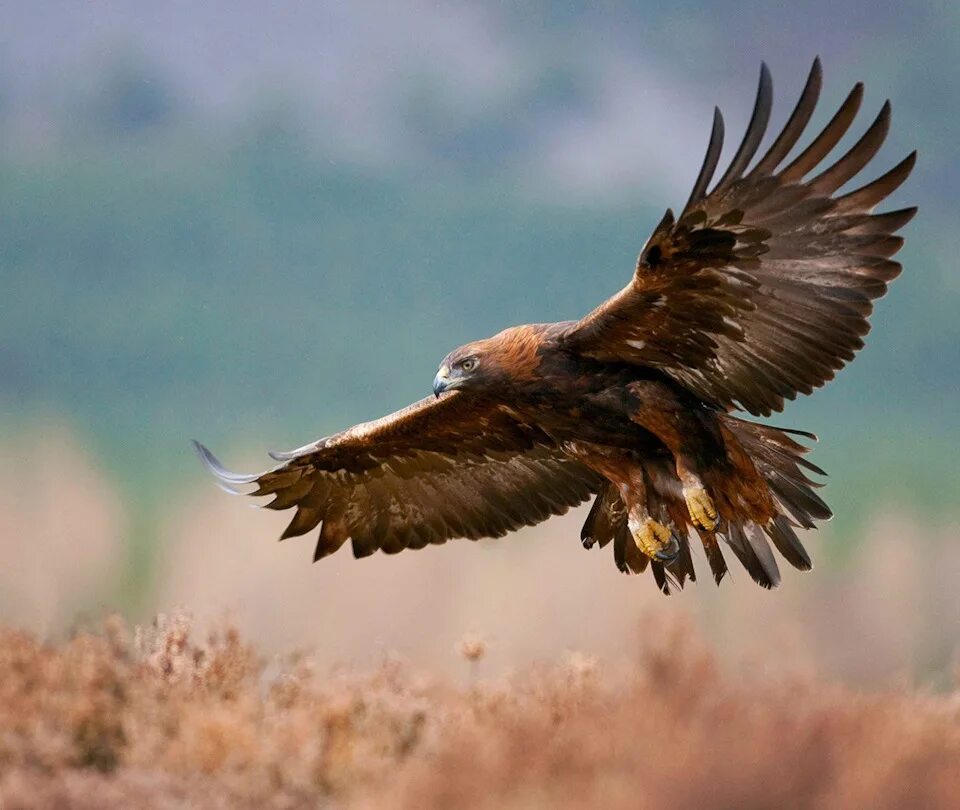 Степной беркут. Беркут aquila chrysaetos (linnaeus, 1758). Eagles. Хищный беркут. Golden eagle перевод.