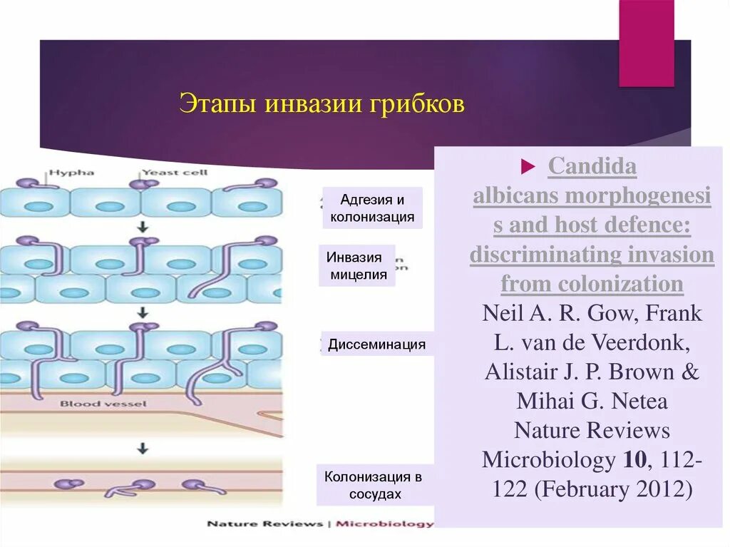 Факторы вирулентности кандида альбиканс. Факторы вирулентности Candida albicans. Candida albicans факторы патогенности. Степень инвазии