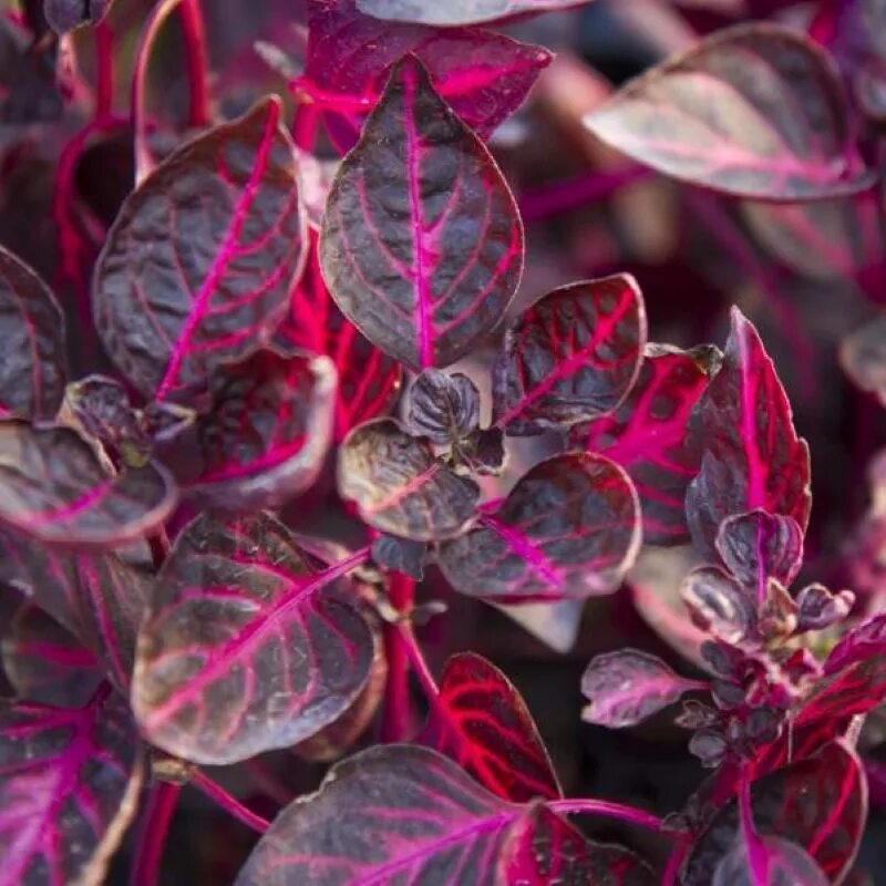 Ирезине (Iresine) floravdome.ru Red leaf plant, Plants, Balcony plants