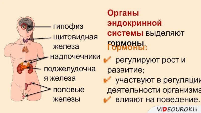 Железы регулирующие работу других желез. Железы внутренней секреции гипофиз надпочечники. Железы внутренней секреции: гипофиз, надпочечники, щитовидная железа.. Функции эндокринная система железы внутренней секреции. Заболевания железы внутренней секреции гипофиз.