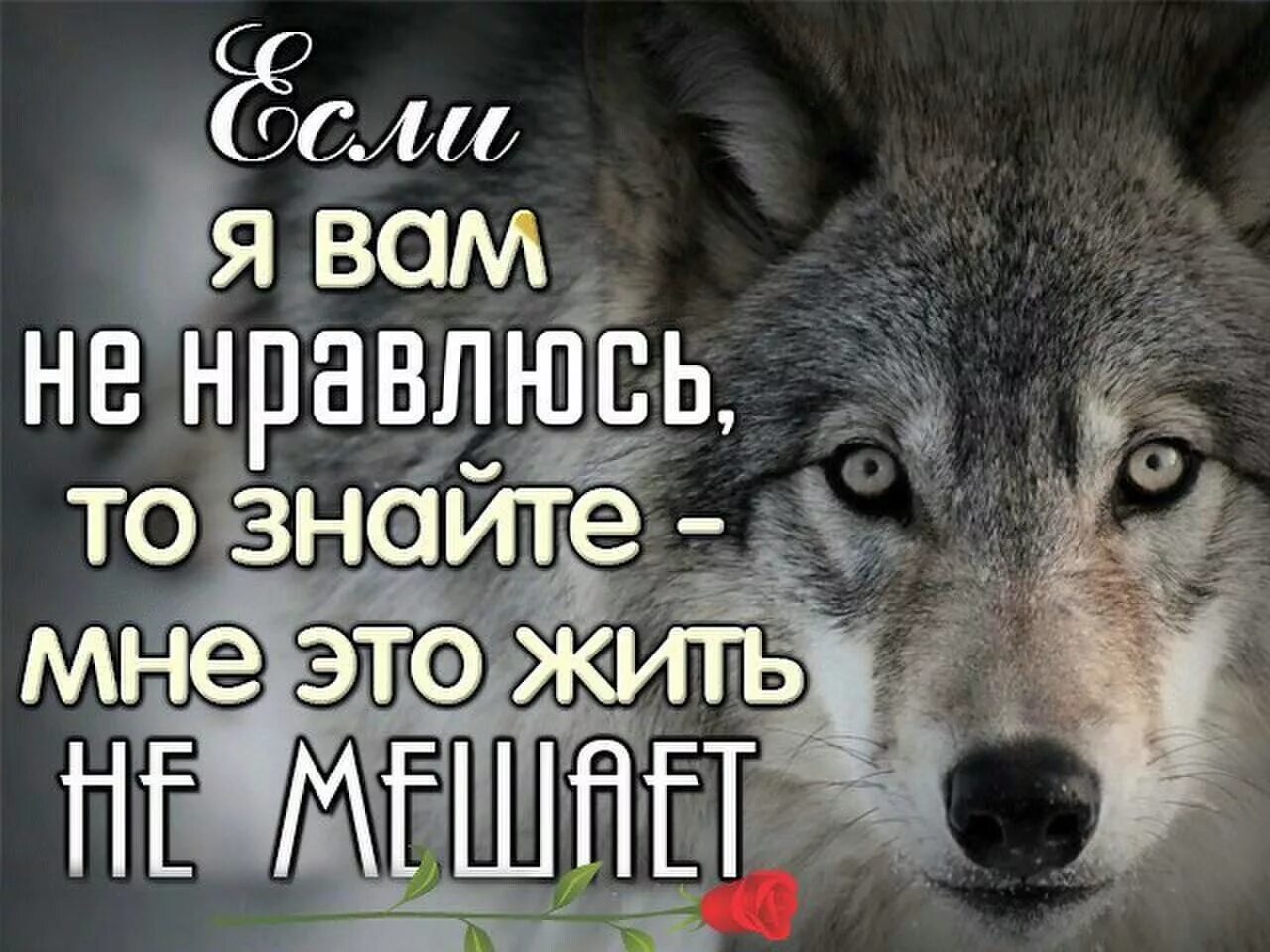 Картинки с волками цитатами