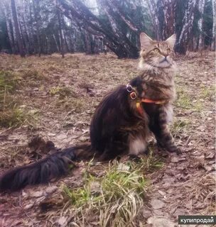 Кунах омск