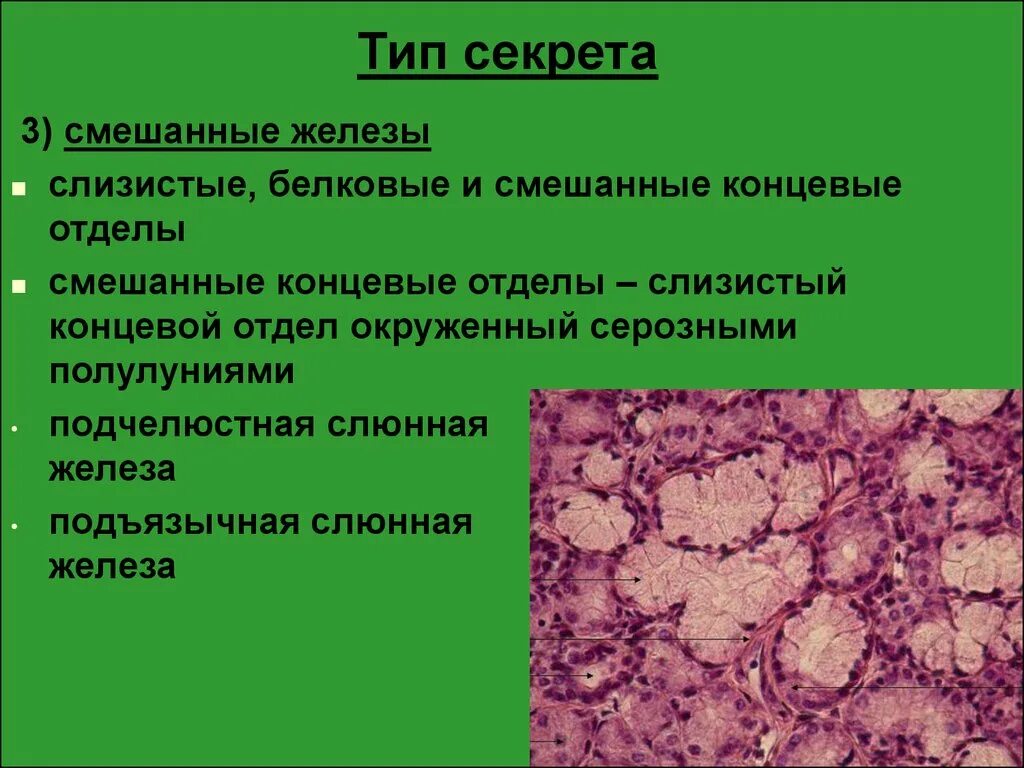 Слизистые клетки секрет. Слизистые концевые отделы. Слизисто белковые железы. Белковый концевой отдел. Белково слизистые железы гистология.