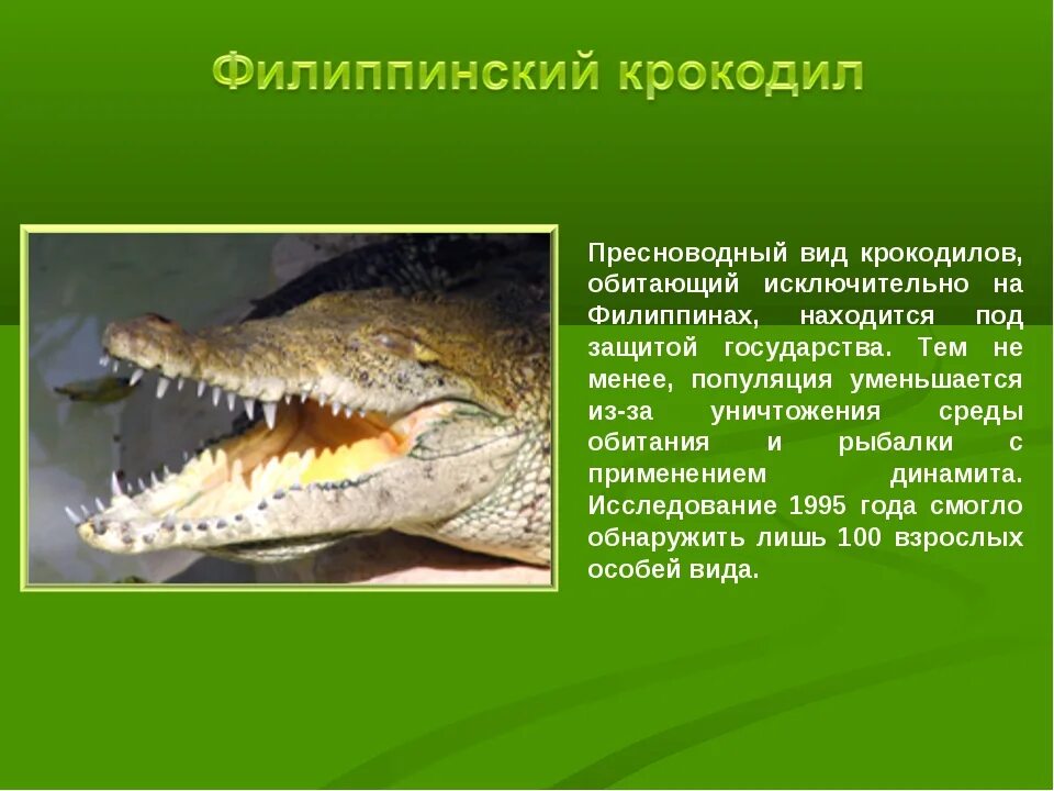 Крокодил млекопитающее или нет. Гребнистый крокодил красная книга. Проект гребнистый крокодил 4 класс. Презентация про крокодилов. Описание крокодилов.