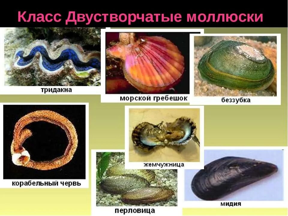 Пресноводным моллюскам является. Двустворчатые моллюски представители. Беззубка, перловица, мидии, устрицы, гребешки.. Представители класса двустворчатые. Тип моллюски класс двустворчатые представители.