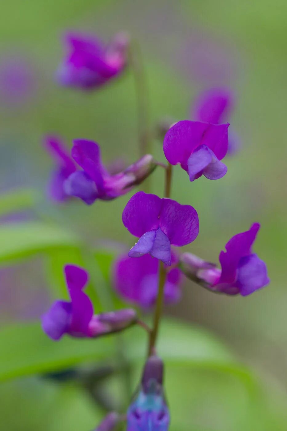 Чин ч. Чина Весенняя, сочевичник (Lathyrus vernus). Чина Болотная Плантариум. Сочевичник весенний цветок. Чина Весенняя сочевичник.