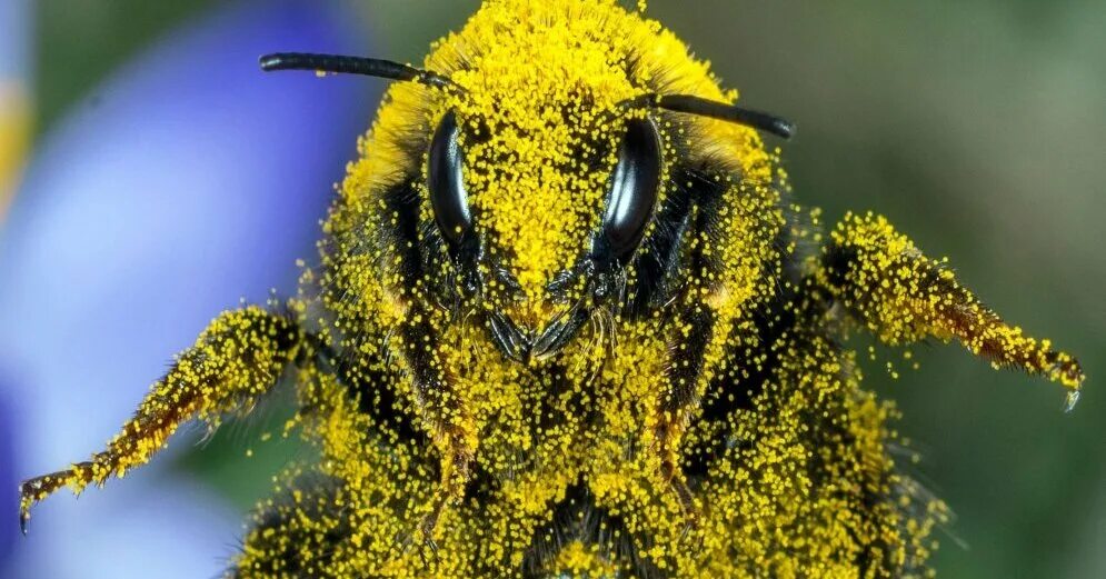 С пыльцой в голове значение. Шмель в пыльце. Пчела с пыльцой. Пчела с пыльцой на лапках. Сбор пыльцы пчелами.