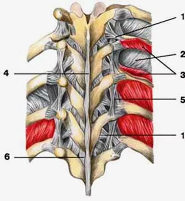 Соединение между ребрами. Грудино реберное сочленение анатомия. Суставы и связки грудины ребер и позвонка. Грудино реберный сустав.