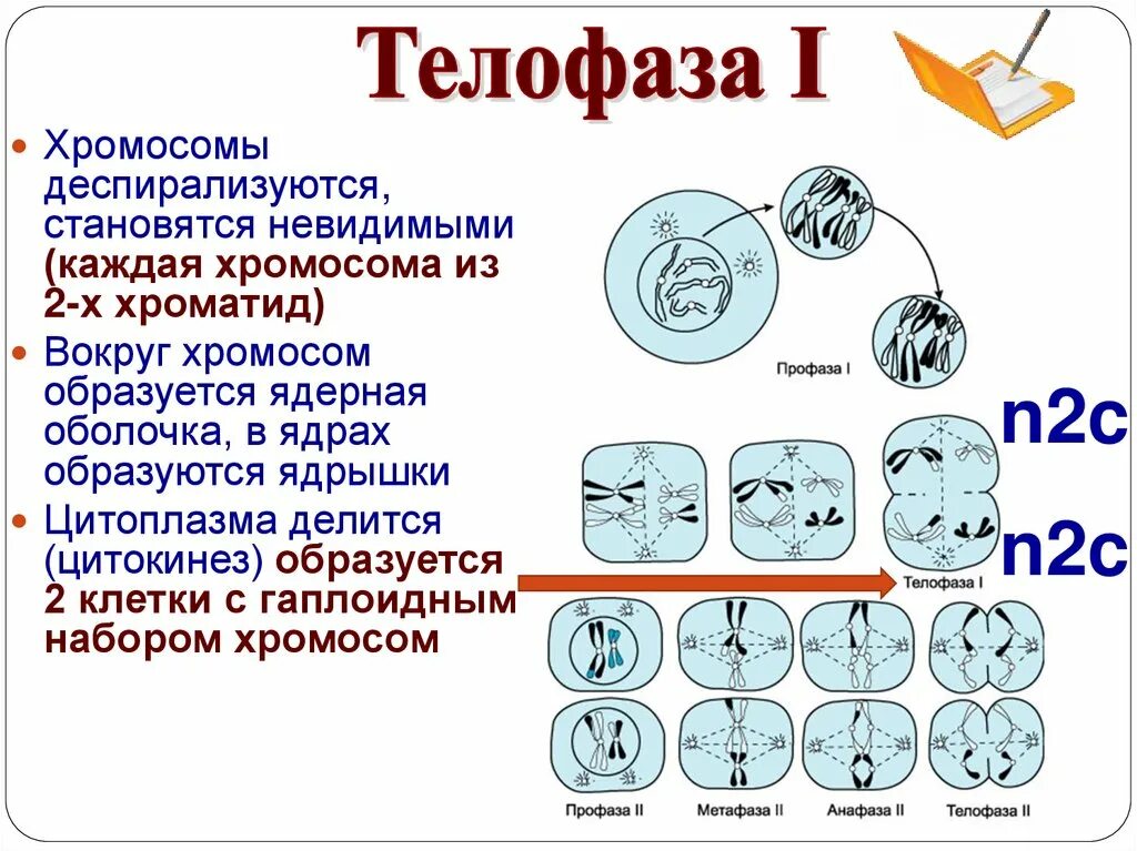 Набор хромосом в телофазе мейоза 1. Телофаза мейоза 2. Телофаза набор хромосом. Телофаза митоза набор хромосом. Телофаза 1.