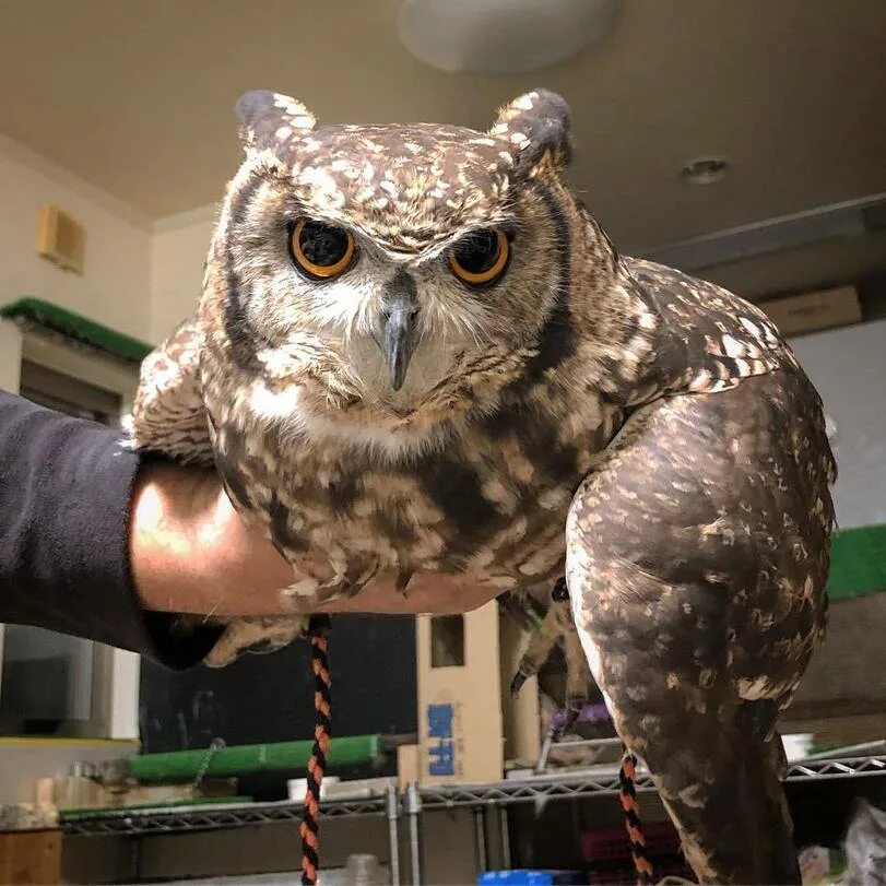 сова. смешные совы. сова видео. ушастая сова глаза. сыч капуша.