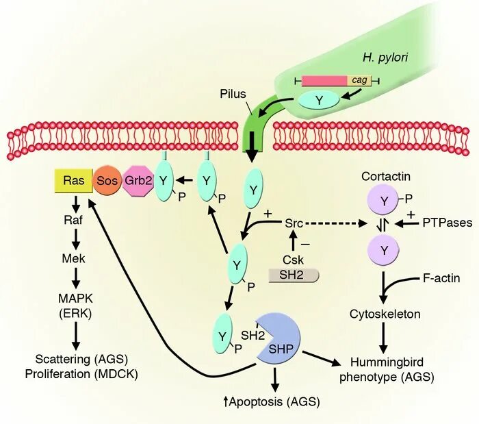 Ифа helicobacter pylori. Хеликобактер патогенез. h.pylori механизм действия. helicobacter pylori патогенез. vaca хеликобактер.