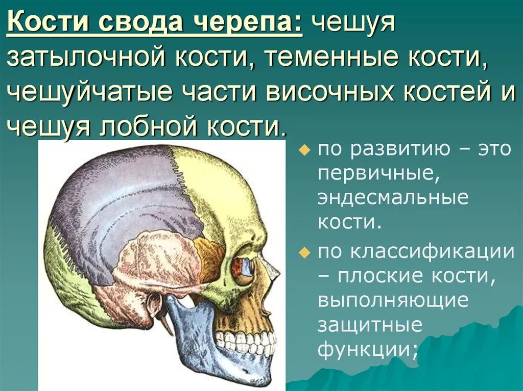 Кости, образующие свод мозгового черепа. Кости, образующие свод черепа (крыша). Кости свода мозгового отдела черепа. Свод черепа образован. Термин череп