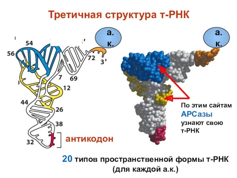 Структуры РНК первичная вторичная и третичная. Структура РНК первичная вторичная третичная четвертичная. Вторичная и третичная структура РНК. Строение ТРНК первичная структура.