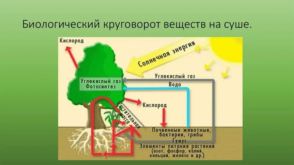 Схема биологического круговорота веществ. Составьте схему биологического круговорота веществ. Малый биологический круговорот веществ. Биологический круговорот веществ в природе рисунок. Круговорот веществ в биосфере обеспечивается