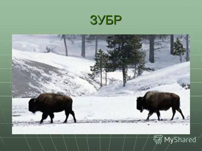 проект животный мир родного края. животные родного края. проект разнообразие природы родного края. животные родного края. многообразие животных родного края.