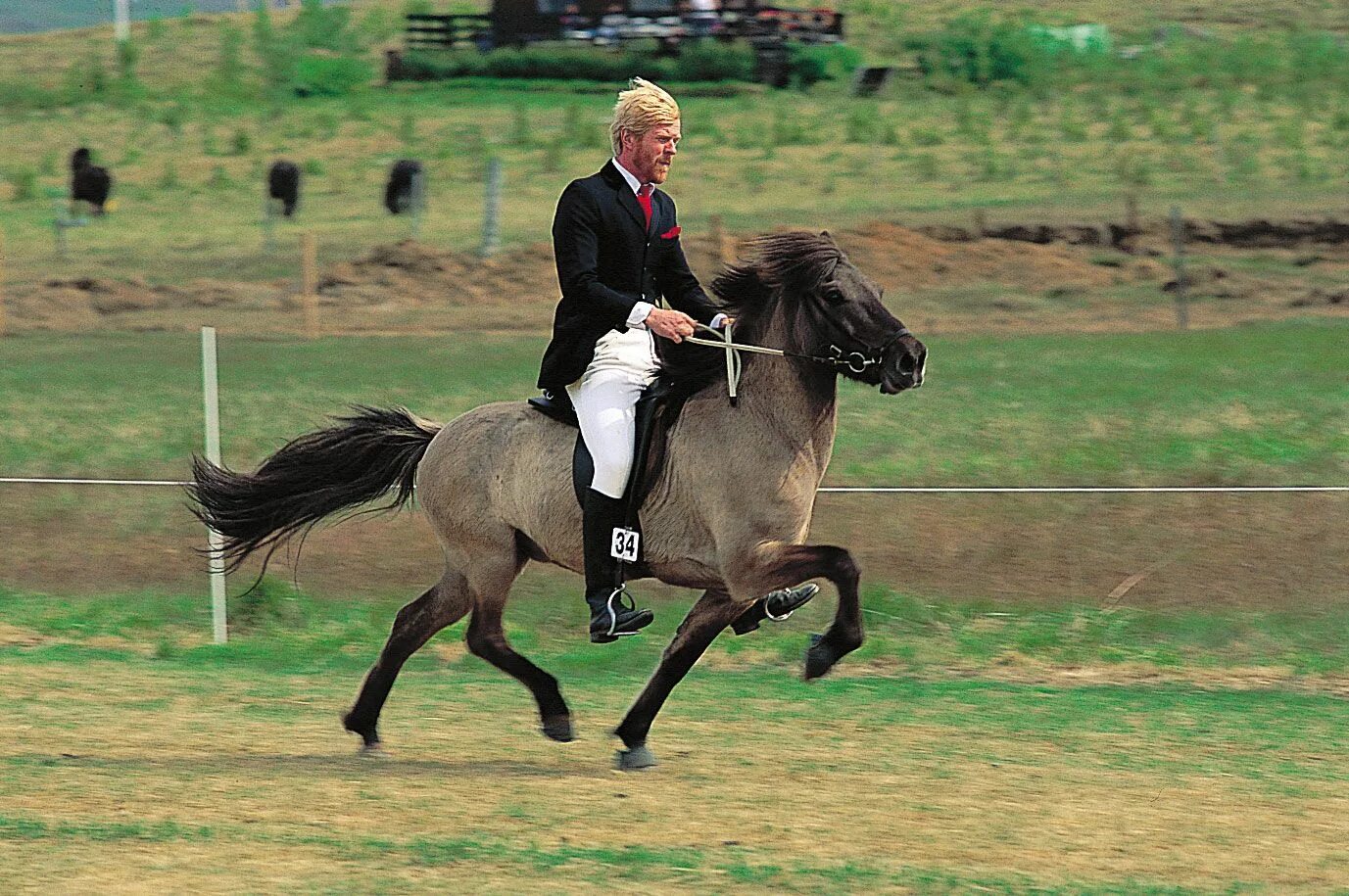 Called horse. Аллюр иноходь. Аллюр лошади иноходь. Рысаки иноходцы. Порода лошадей иноходец.