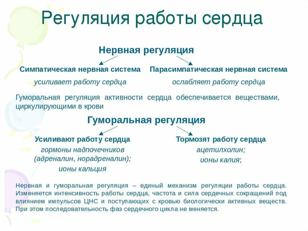 Гуморальная регуляция работы сердца осуществляется. Нервная и гуморальная регуляция деятельности сердца. Нервная и гуморальная регуляция деятельности сердца таблица. Схема регуляции деятельности сердца нервная. Гуморальная регуляция деятельности сердца таблица.