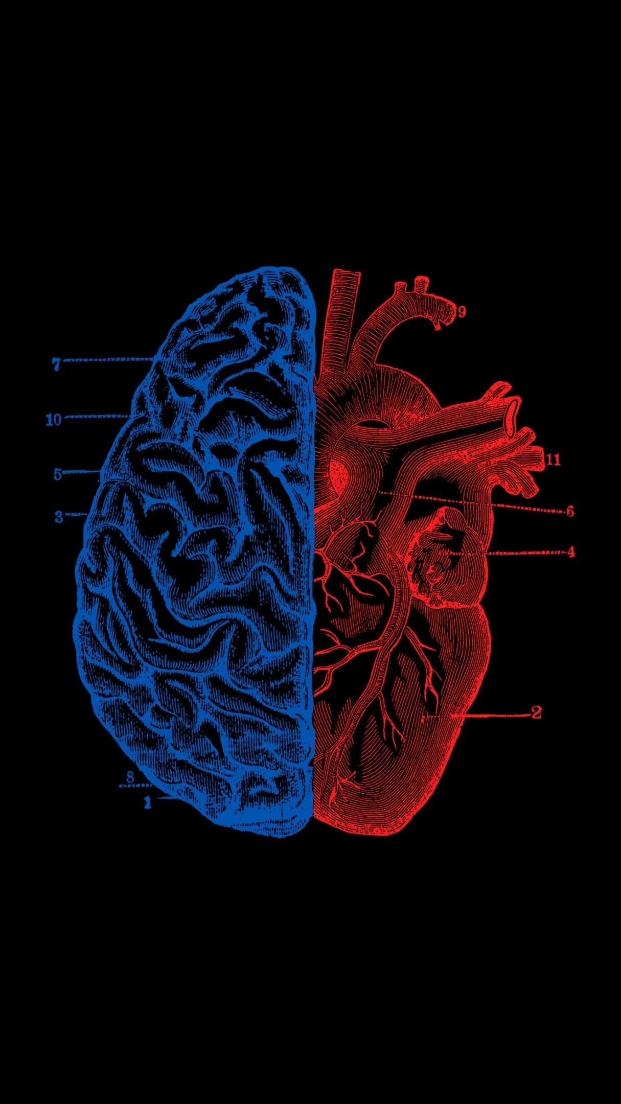 Телефон brain. Мозг и сердце. Мозг против сердца. Сердце и головной мозг.