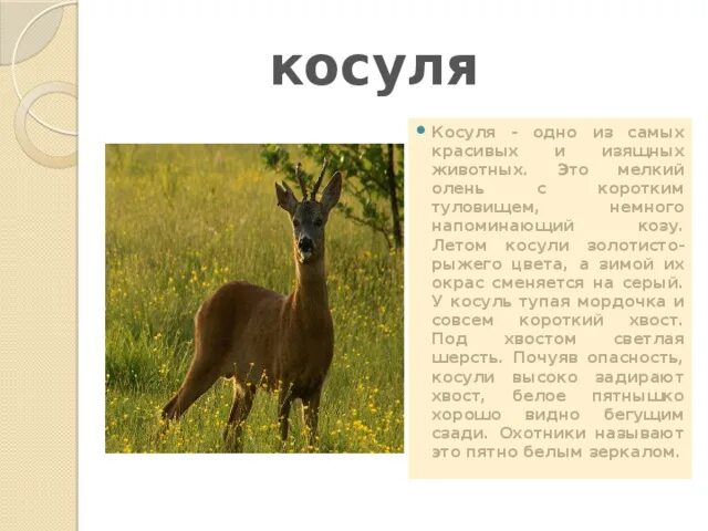 Косули красная книга Крыма. Европейская косуля красная книга. Косуля описание. Косуля презентация. Косуля в какой природной