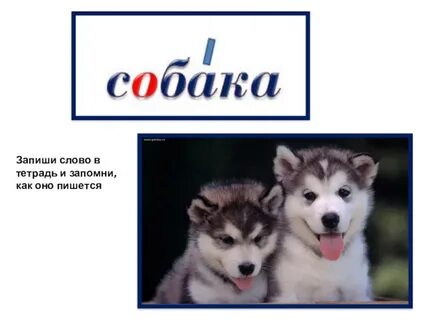 Как будет писаться собака