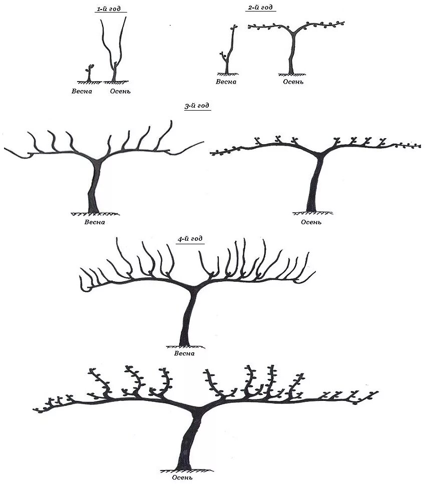 Правильно обрезать виноград весной для начинающих схема. Схемы формировки куста винограда. Веерная формировка винограда по годам. Схема осенней обрезки винограда. Схема обрезания винограда.