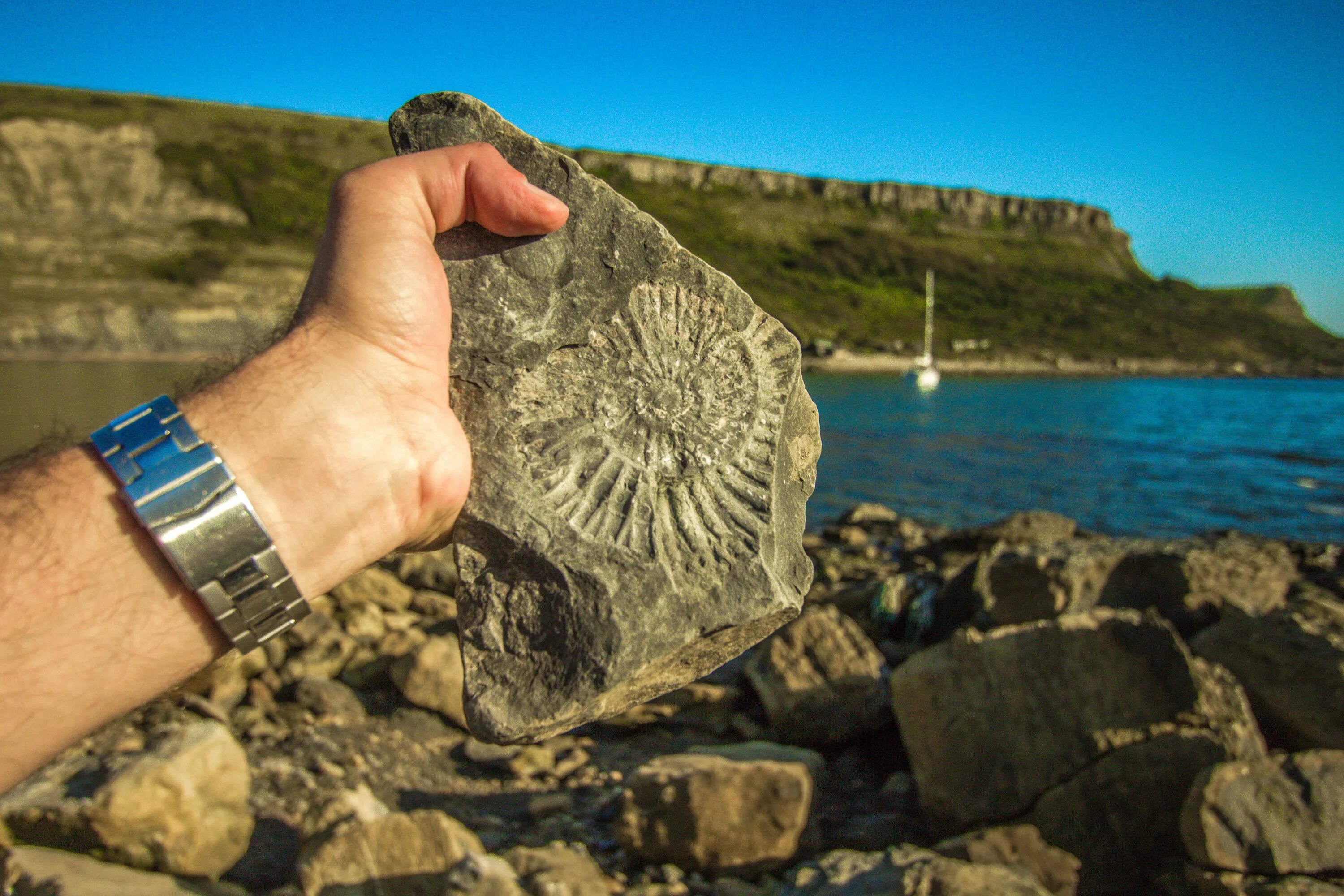 Fossil ископаемое. Окаменелости на берегу океана. Морские окаменелости в Камне. Каменные находки на морском побережье.