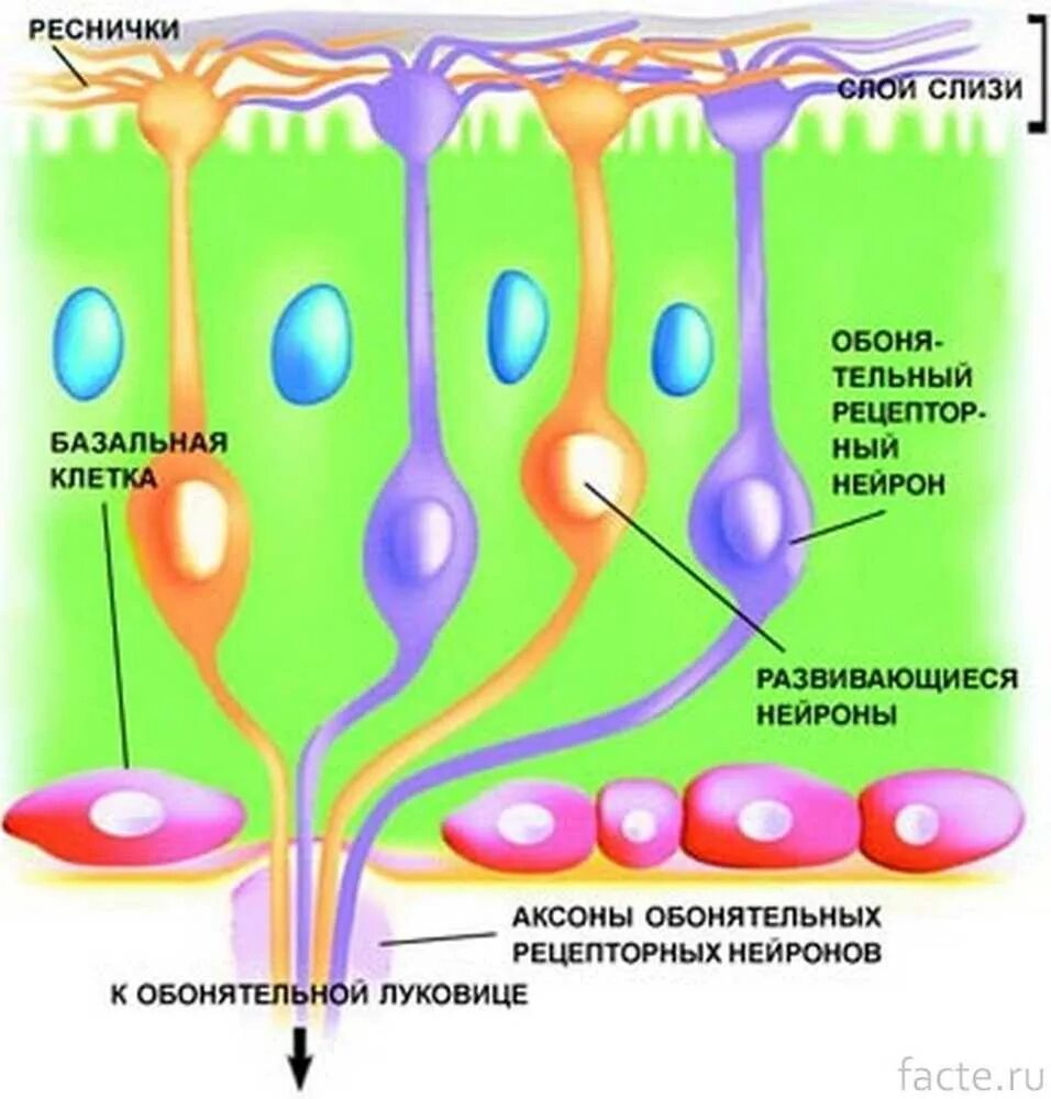 Рецепторная клетка обонятельного эпителия. Строение обонятельного рецептора. Обонятельные рецепторные клетки. Строение обонятельной клетки.