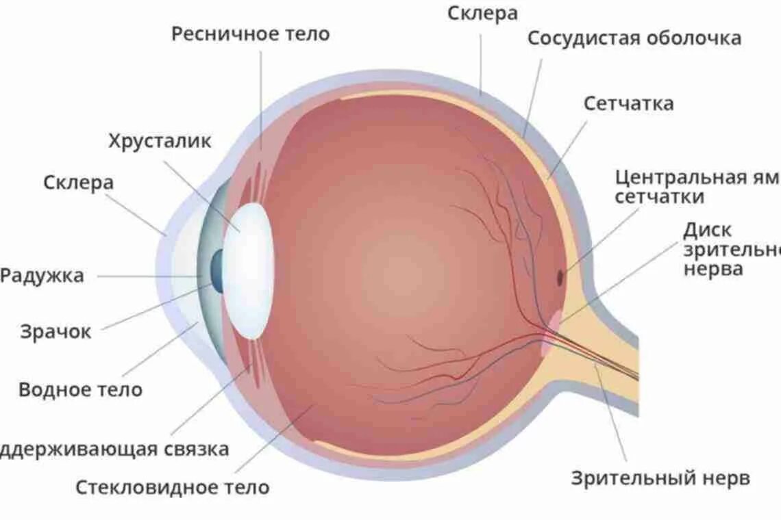 Структура сетчатки. Строение глаза волокна. Жировая клетчатка глазного яблока.