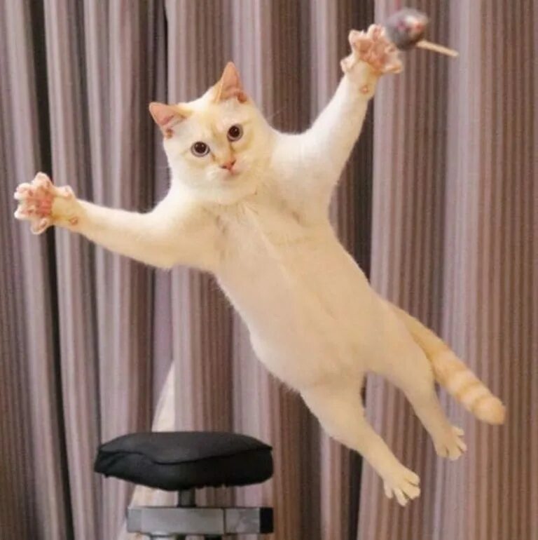 Где коты танцуют. Танцующий кот Чако. Коты танцуют. Кошка танцует. Кот Мем.