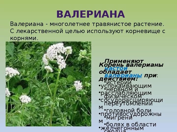 Какими свойствами обладает трава. Лечебные растения. Валериана лекарственная растение. Лекарственные растения домашней аптечки. Валериана лекарственная применяется.