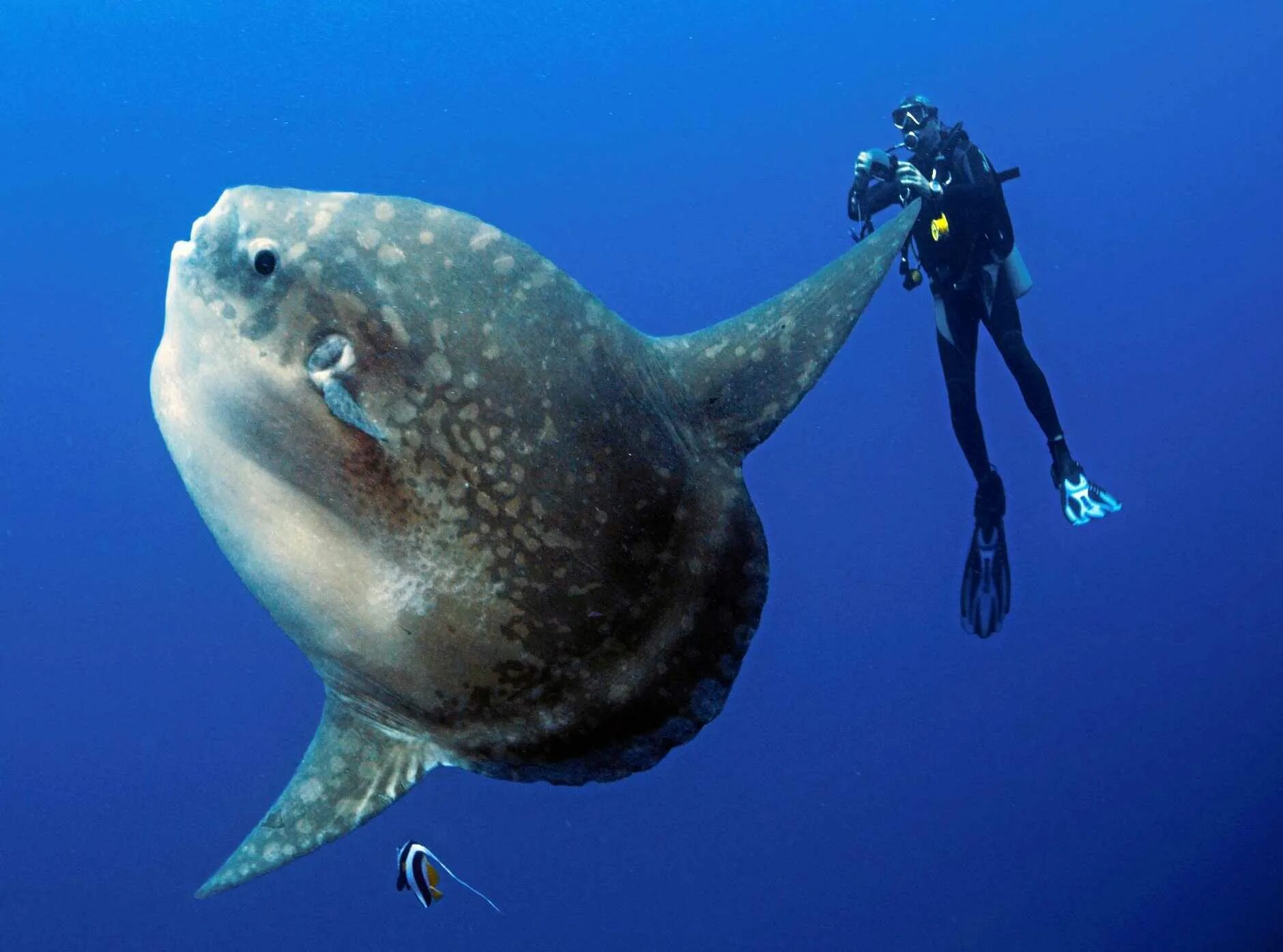 Рыба-Луна Mola Mola. Sunfish рыба. Рыба Луна Санфиш. Обыкновенная острохвостая Луна-рыба.