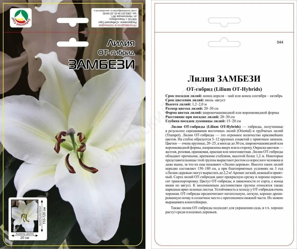 Семена цветов лилии ОТ-гибрид Замбези 2 шт - цена в Оренбурге, купить в интернет