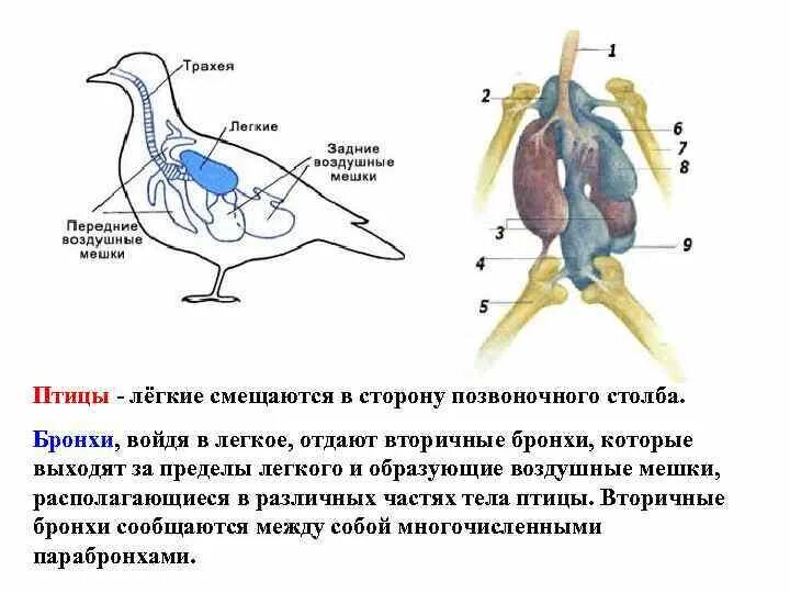 Дыхание птиц является. Дыхательная система птиц воздушные мешки. Система дыхания птиц. Схема дыхательной системы птицы. Дыхательная система птиц бронхи.