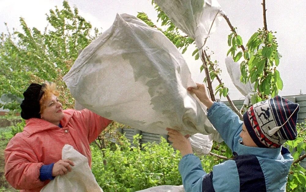 Заморозки защита. Защита от заморозков в саду. Защита посевов от заморозков. Спасают сад от заморозков. Защита деревьев от заморозков весной.