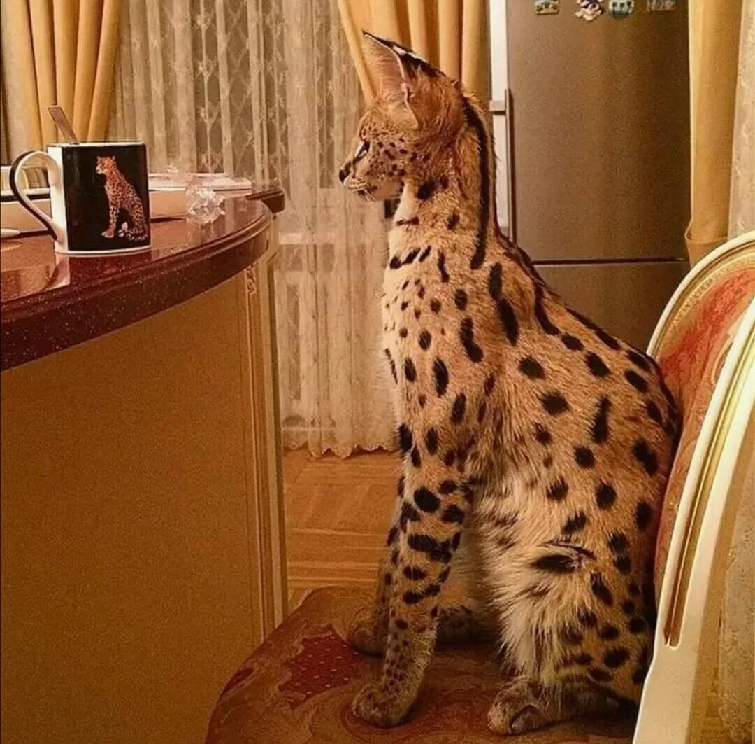 Самая большая домашняя кошка порода. Мейн кун Ашера. Сервал Ашера Саванна. Кошка сервал Ашер Саванна. Саванна Ашера кошка.