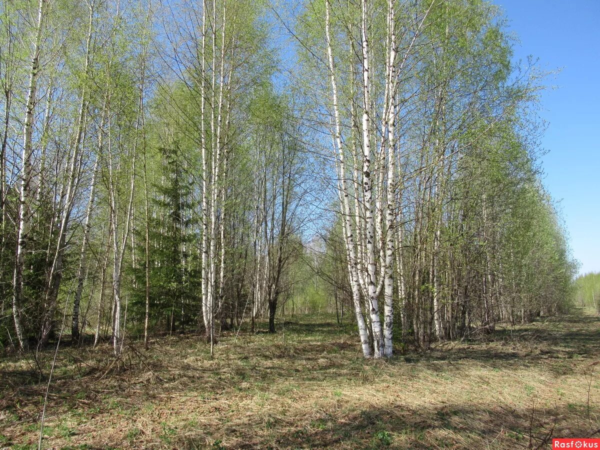 юную в лесу. майский лес. юный лес в зеленый. молодой лес. юный лес в зеленый.