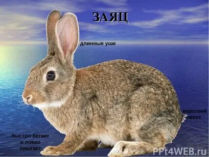 У зайца хвост короткий а уши