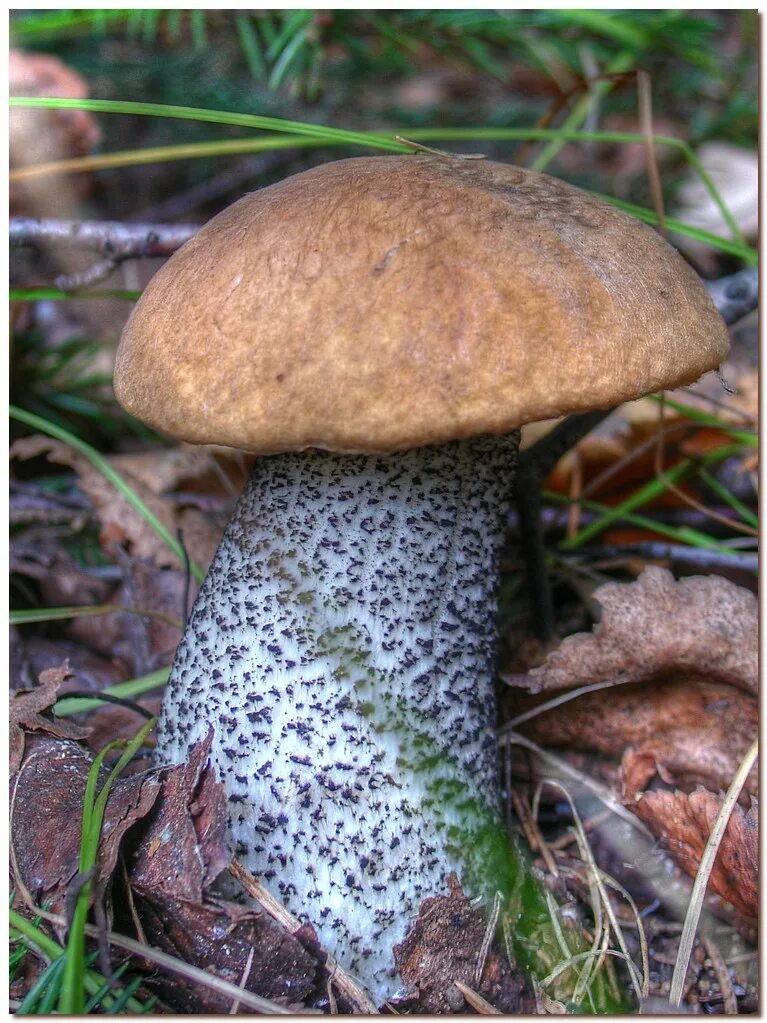 грибы моховик подосиновик. подберезовик черноголовик. обабок черный гриб. польский гриб моховик боровик. боровик и подосиновик.