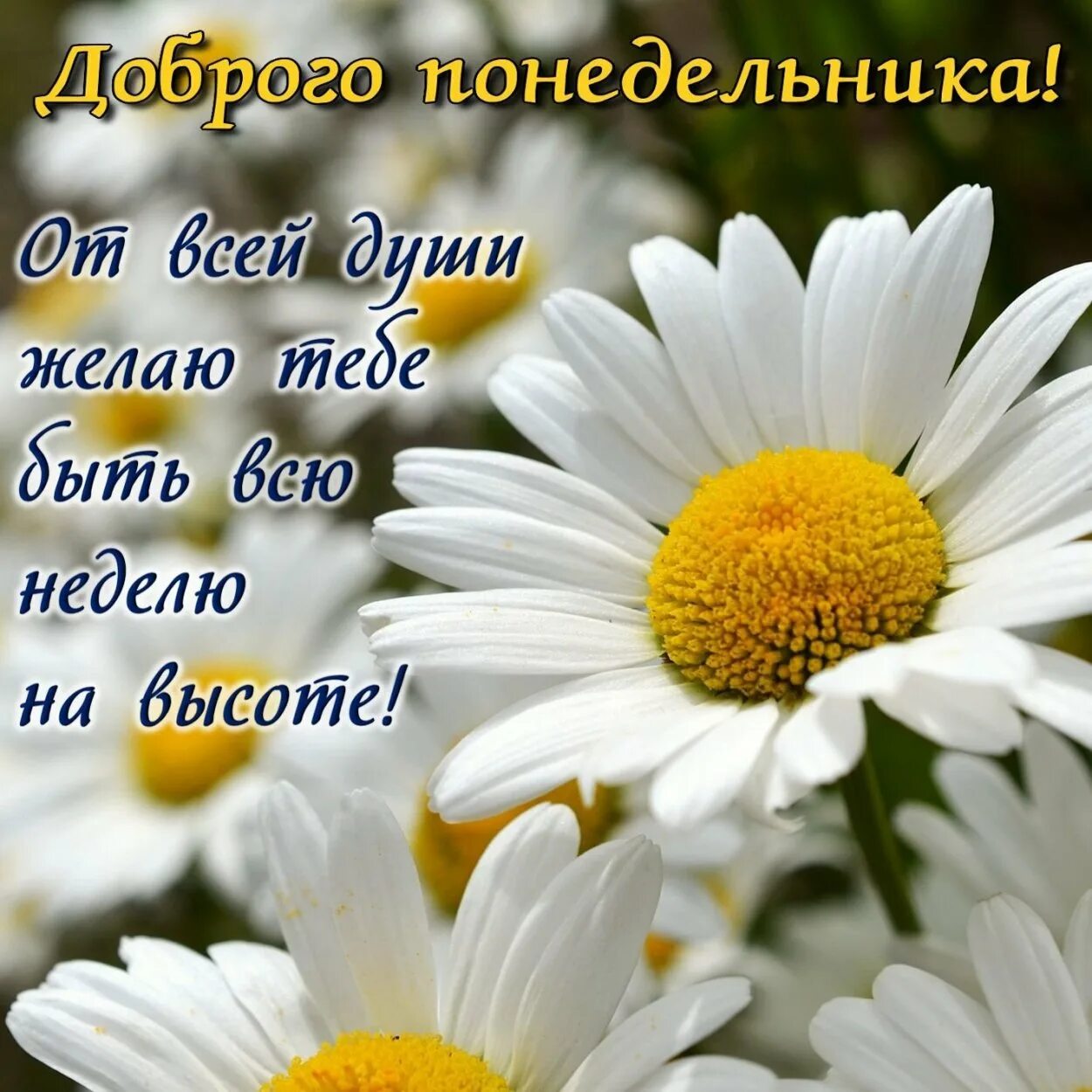Пожелания женщине доброго утра понедельника. Доброе утро хорошего настроения. Открытки с понедельником. Пожелания женщине доброго утра понедельника. Пожелания женщине доброго утра понедельника.