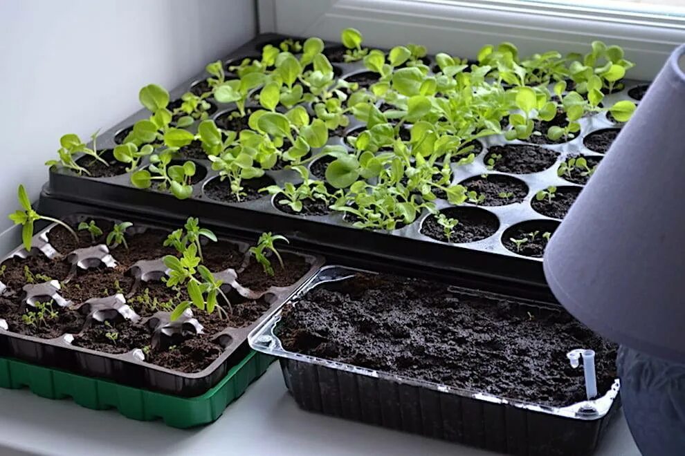 Петуния рассада. Петуния ампельная мечта. Петуния сорт кадриль. Петуния глафира смесь. Петуния кадриль.