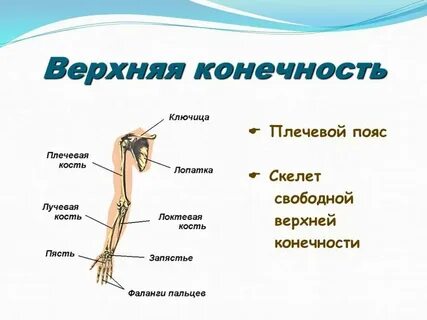 Развитие верхней и нижней конечности