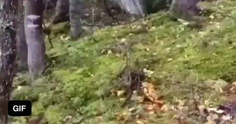 Look the ground is