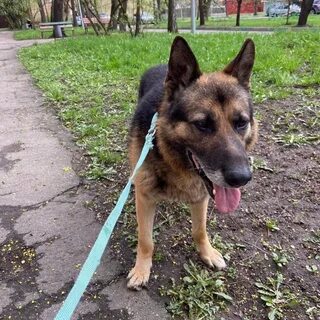 Немецкая овчарка на улице