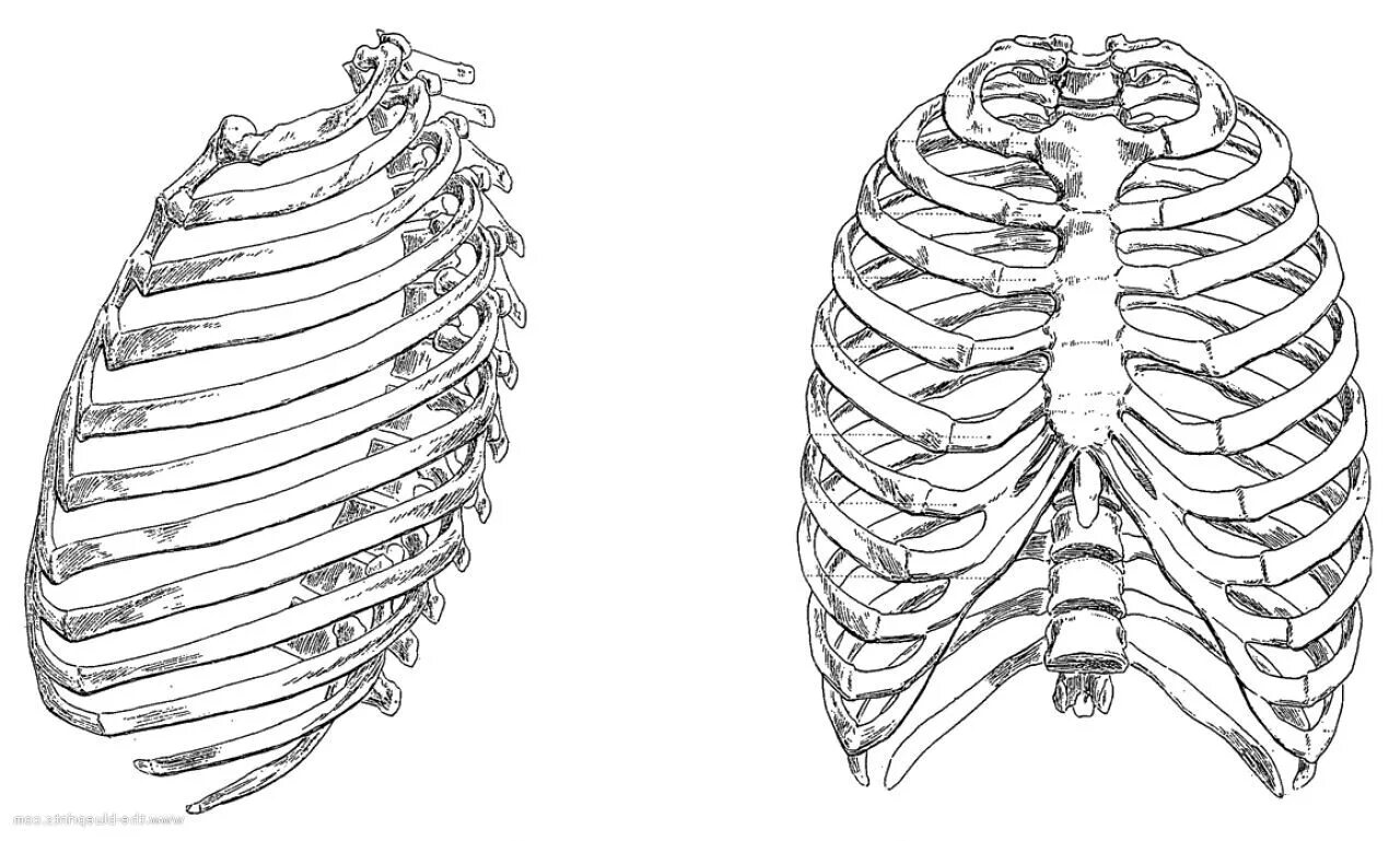 Анатомия грудной клетки: Грудина. Грудная клетка сбоку рисунок. Грудная клетка Грудина и ребра анатомия. Скелет грудной клетки анатомия. Нижние края ребер