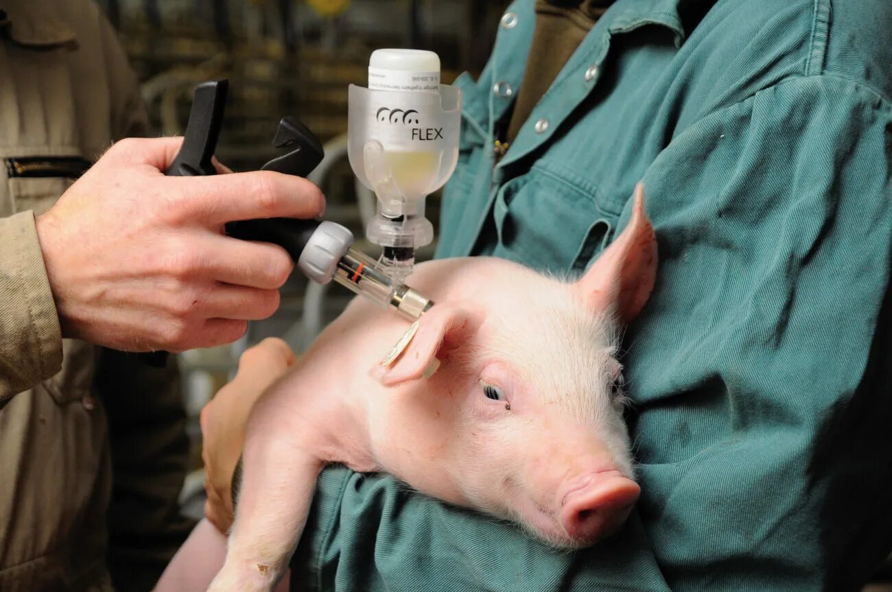 чесотка у свиней и поросят. свиньи лечение. свиньи лечение. поросята сосуны. репродуктивно-респираторный синдром свиней (ррсс).