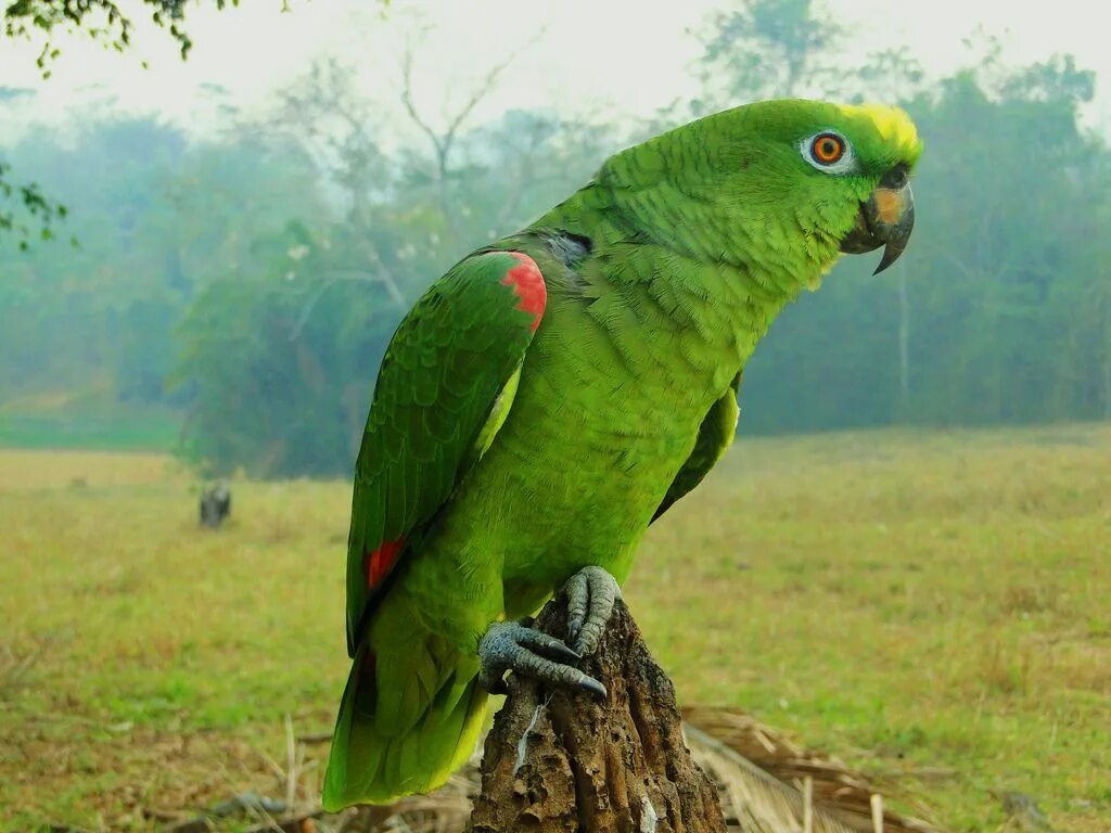 Топ амазона. Венесуэльский Амазон попугай. Попугай зеленый Амазон. Синелобый амазонский попугай. Амазон и ожереловый попугай.