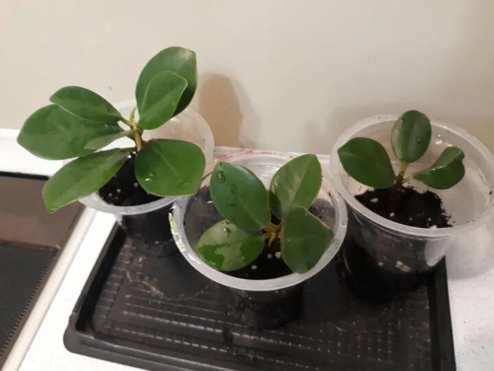 Фикус грин айленд вариегатный. Фикус формоза формирование. Фикус мокламе формоза. Фикус формоза. Фикус формоза.