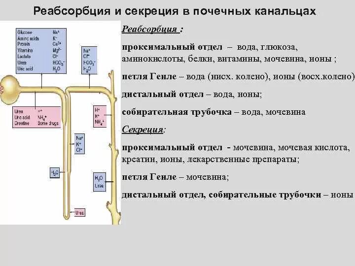 Фильтрация и реабсорбция в почках. Фильтрация реабсорбция секреция. Фильтрация, канальцевая реабсорбция, секреция.. Фильтрация секреция и реабсорбция физиология почек. Всасывание воды в почках происходит