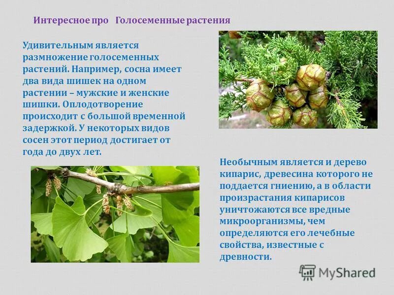 Сообщение интересные факты о голосеменных. Голосеменные растения доклад. Сообщение интересные факты о голосеменных. Класс хвойные. Появление голосеменных растений.